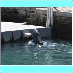 dolphins003.jpg