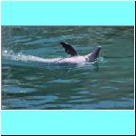 dolphins012.jpg