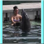dolphins014.jpg