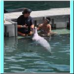dolphins016.jpg