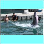 dolphins022.jpg
