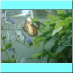 butterfly004.jpg