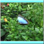 butterfly011.jpg