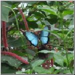 butterfly014.jpg