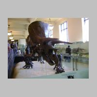 AMNH55.jpg